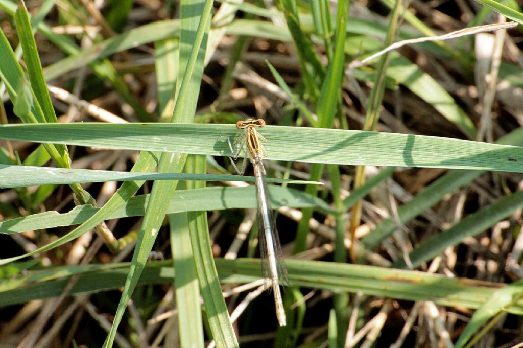 Platycnemis pennipes femmina?